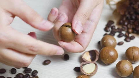 Cracking macadamia nuts with metal tool, wooden surface displaying roasted Stock Footage 311992754