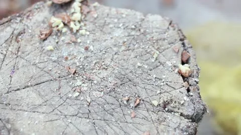 Cracking nuts 3 Stock Footage 12672885