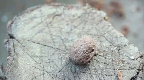 Cracking nuts 5 Stock Footage 12673356