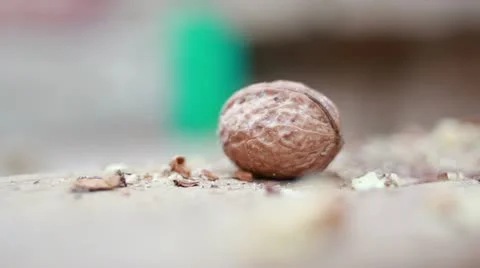 Cracking nuts 6 Video stock 12663042