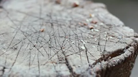 Cracking nuts close up 1 Stock Footage 12662297