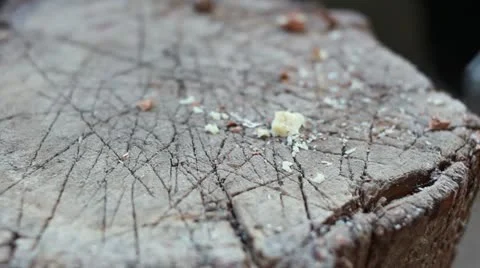 Cracking nuts close up Stock Footage 12674069