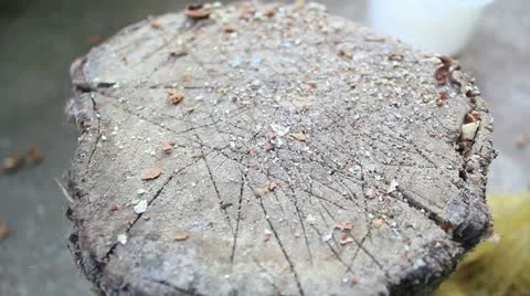 Cracking nuts log 1 Stock Footage 12655208