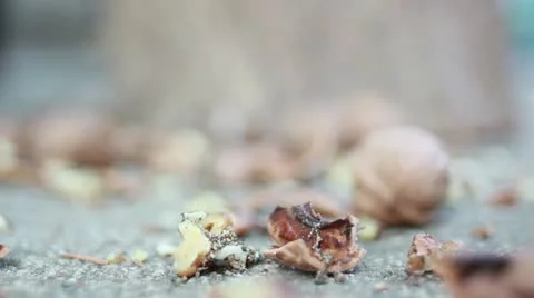 Cracking nuts shell Stock Footage 12656486