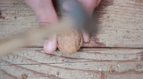 Cracking nuts top Video stock 12657079