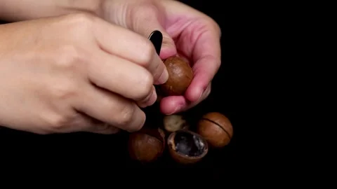Cracking Open Macadamia Nuts Stock Footage 304203006