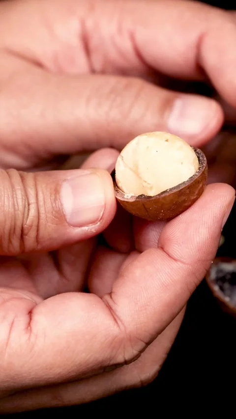 Cracking Open Macadamia Nuts Stock Footage 304937217