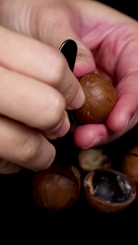Cracking Open Macadamia Nuts Stock Footage 305225727