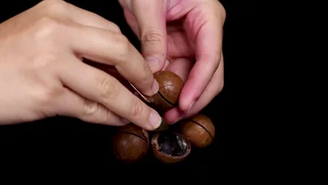 Cracking Open Macadamia Nuts Stock Footage 310164294
