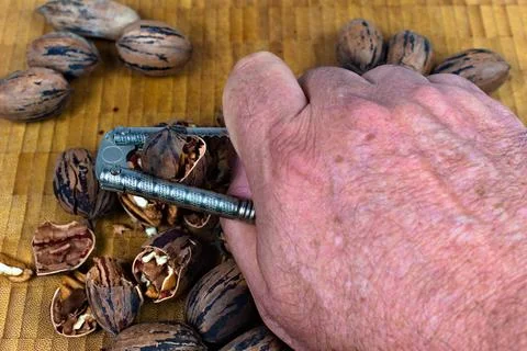 Cracking a Pecan with Metal Nut Cracker Stock Photos
