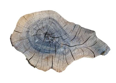 Cracking teak tree slice Photos