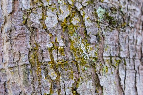 Cracking tree trunk texture with moss Stock Photos