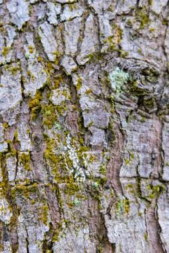 Cracking tree trunk texture with moss Stock Photos