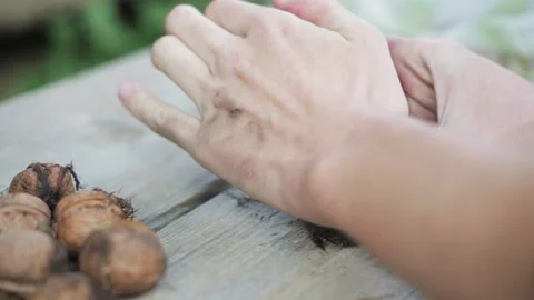 Cracking walnuts with hand Stock Footage 144184427