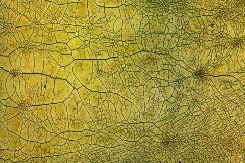 Crackle background texture Stock Photos