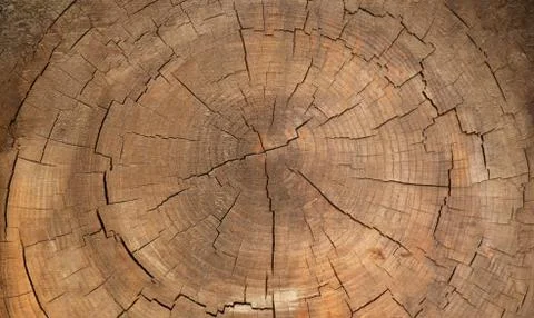 The Cracks and Concentric Circles Inside a Tree Trunk, Natural Pattern, 5K Stock Photos