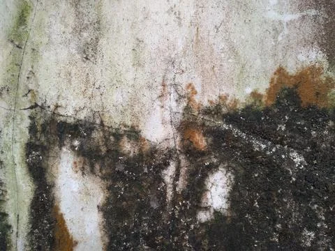 Cracks and dark spots on damp concrete wall surfaces due to mold and moss 스톡 사진