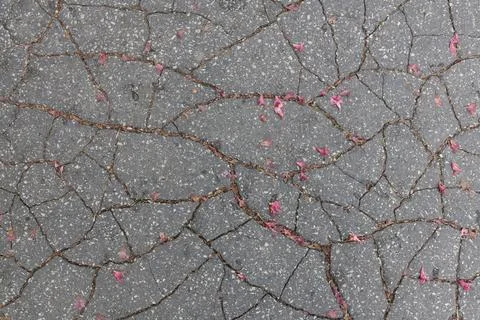 Cracks in the asphalt as a background. Close-up. Stock Photos