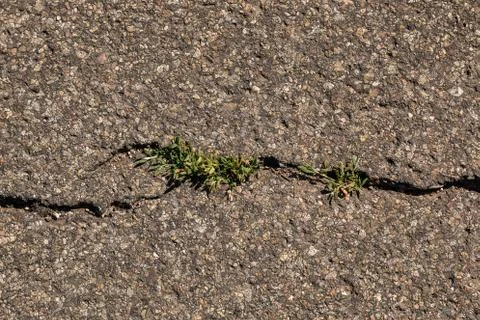 Cracks on the asphalt with growing grass Stock Photos