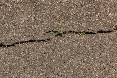 Cracks on the asphalt with growing grass Stock Photos