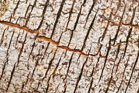 Cracks in bark of tree Foto stock