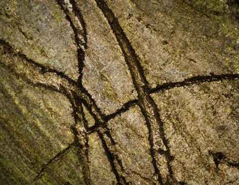 Cracks in the bark of a tree Stock Photos