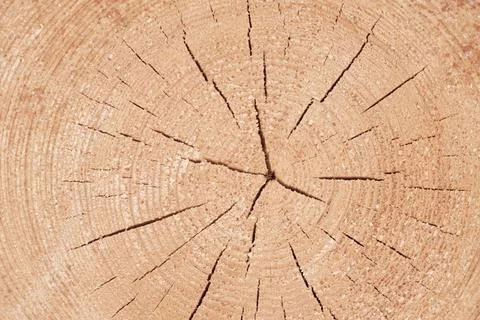 Cracks from the core to the edges of the tree trunk lying end face to us Stock Photos