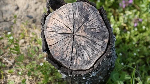 Cracks in cut down tree Stock Footage 107012054