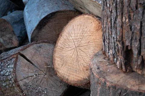Cracks in dry tree stumps Stock Photos