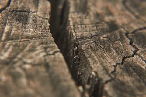 Cracks, lines, and patterns of the cute tree's surface Stock Photos