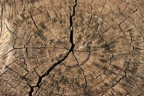 Cracks, lines, and patterns of the cute tree's surface Stock Photos
