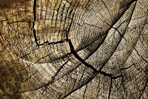 Cracks on the old stump Stock Photos