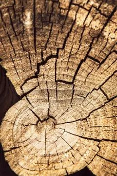 Cracks on the old stump Stock Photos