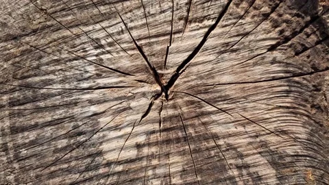 Cracks on an old tree 库存影片 147170863