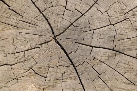 Cracks on the surface of the stump. Tree cut. Natural background. Фото