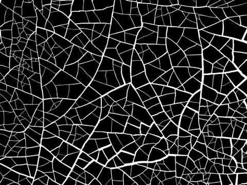 The cracks texture white and black. Vector background. Stock Illustration