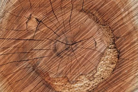 Cracks in a tree trunk for background Stock Photos