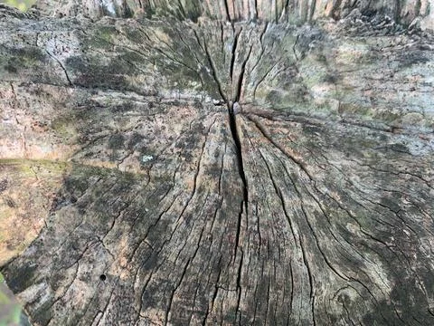 Cracks in a tree's bark reference Stock Photos