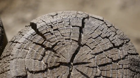 Cracks in wood log Stock Footage 88597912