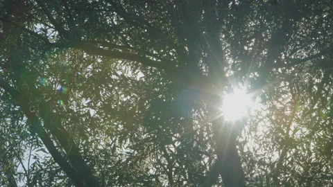 CrackWillow Trees swaying in a Summers breeze 스톡 동영상 139490657
