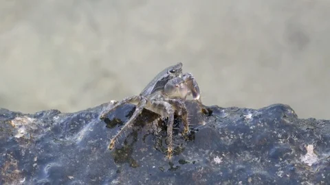 Crad feeding itself. Stock Footage 113485291