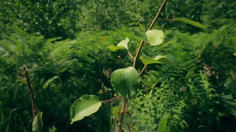 The cradle of caterpillars Stock Footage 55875649