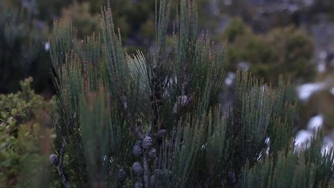 Cradle Mountains Plant Foreground Stockbeeldmateriaal 80014346