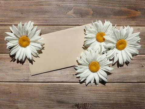 Craft brown envelope and four white daisies on old wooden background Stock Photos