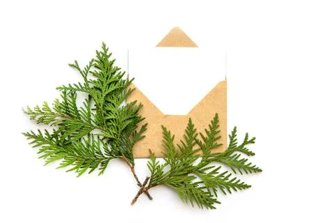 Craft open envelope with a blank white sheet for text. Green cypress branch.. Stock Photos