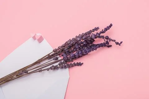Craft opened paper envelope for mail post and lavender isolated on the pink Stock Photos