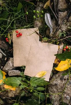 Craft paper mockup template on the background of forest magic autumn nature Фото