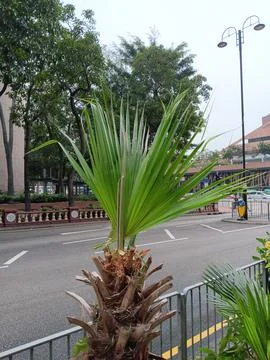 Crafted palm tree, one leaf on top Stock Photos