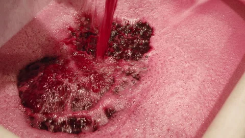 Crafting red liquid wine from fresh grapes during the harvest season Stock Footage 321406148