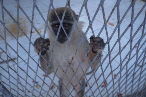 Crafting a tortured monkey in captivity in humans. Offended primate asks for Stock Photos